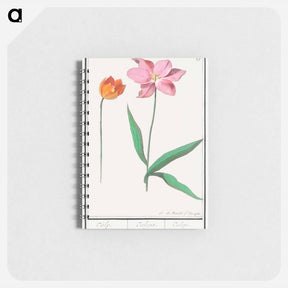 アートメモ帳-Tulip - アンセルムス ボエティウス デ ブート Memo.