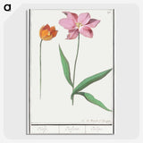 3-29_Anselmus-Boetius-de-Boodt_picture-crop