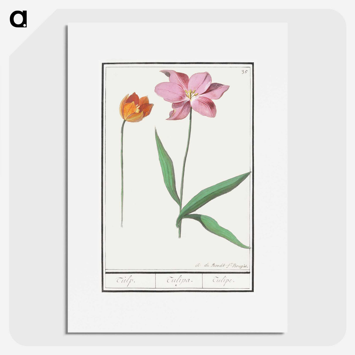 3-29_Anselmus-Boetius-de-Boodt_picture