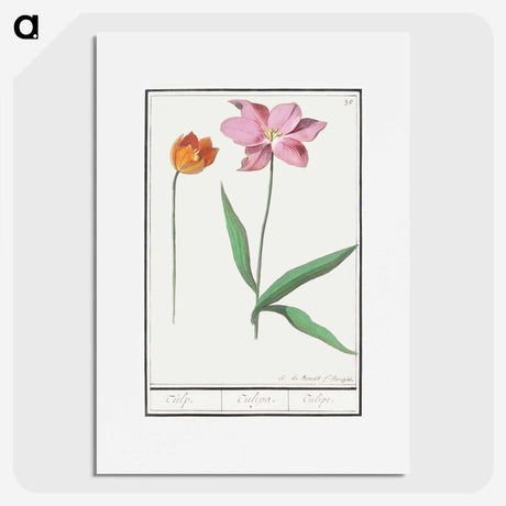 3-29_Anselmus-Boetius-de-Boodt_picture
