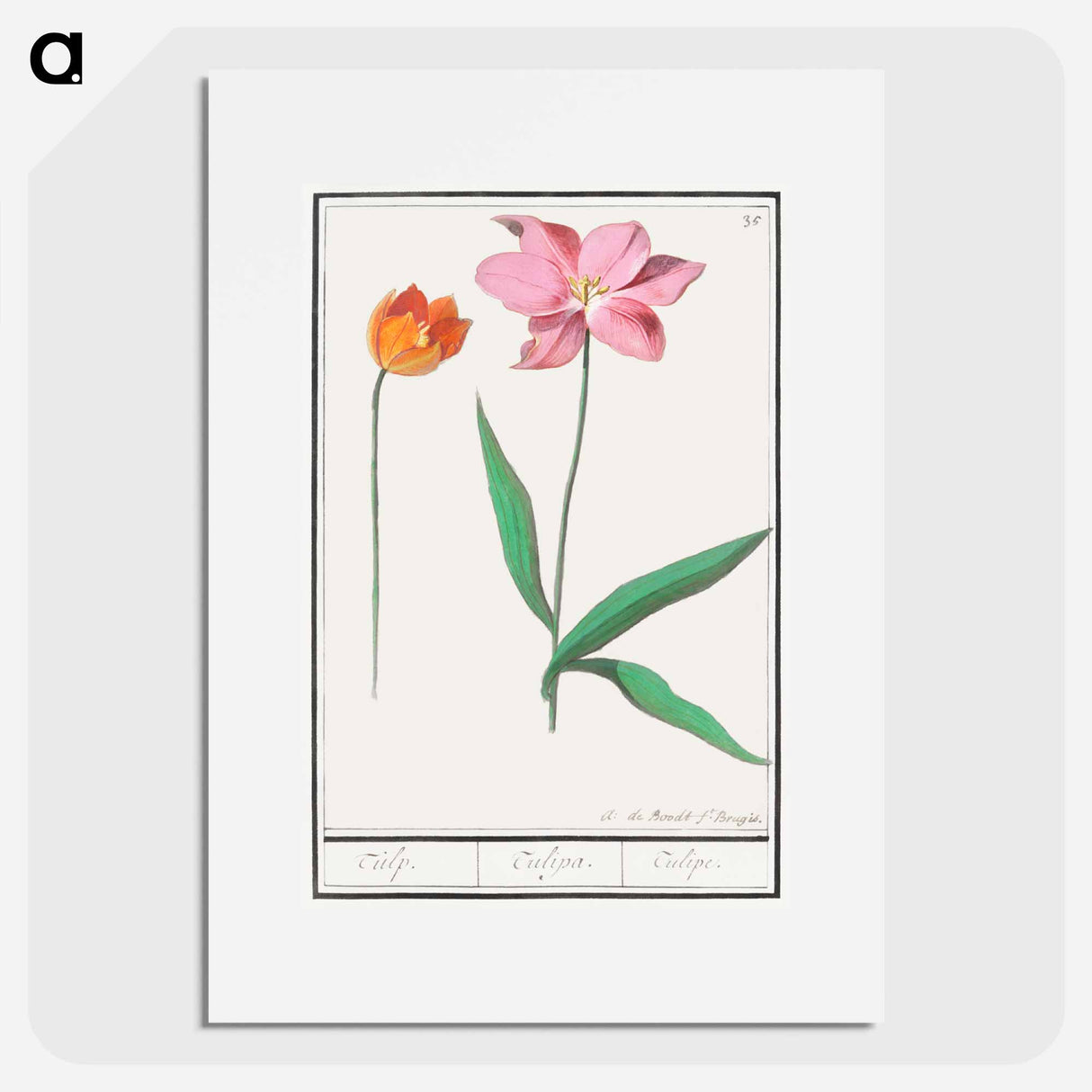Tulip - アンセルムス ボエティウス デ ブート Poster.