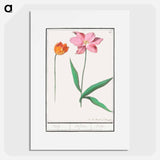 Tulip - アンセルムス ボエティウス デ ブート Poster.