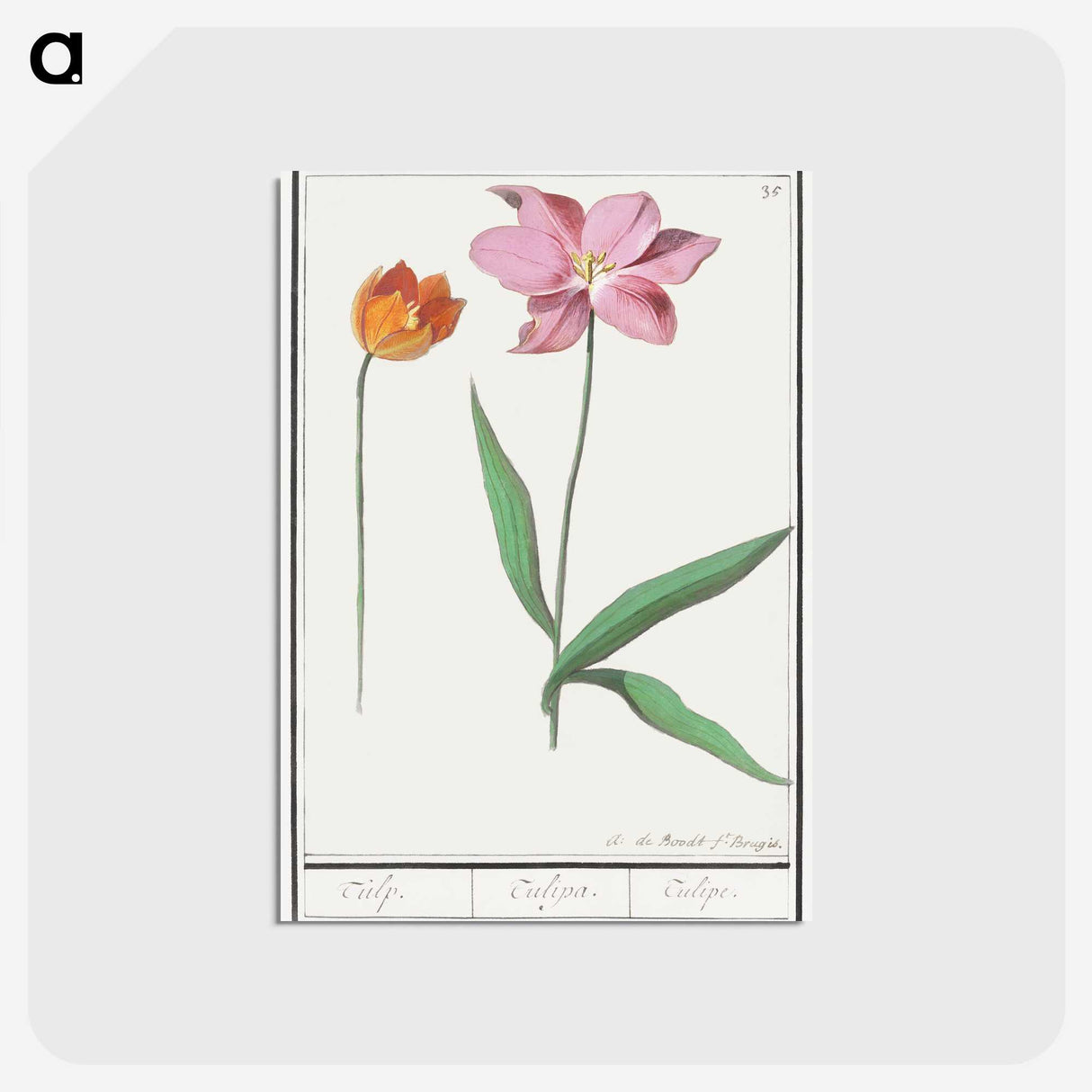 3-29_Anselmus-Boetius-de-Boodt_postcard