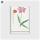 3-29_Anselmus-Boetius-de-Boodt_postcard