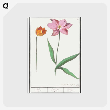 3-29_Anselmus-Boetius-de-Boodt_postcard