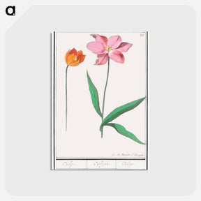 アートポストカード-Tulip - アンセルムス ボエティウス デ ブート Postcard.