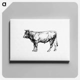 アートパネル-Cow from The Austro-Hungarian Monarchy In Speech And Image
 - 大英図書館 Canvas.