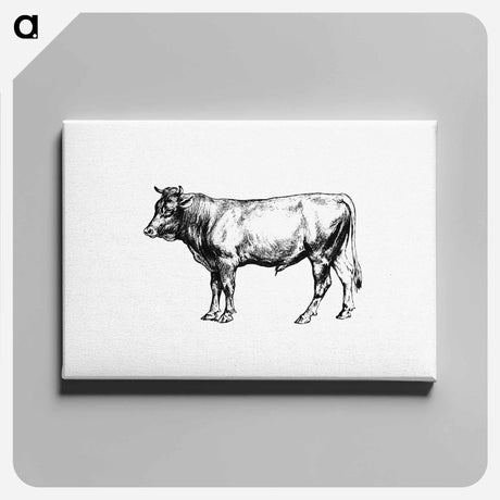 アートパネル-Cow from The Austro-Hungarian Monarchy In Speech And Image
 - 大英図書館 Canvas.