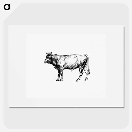 アートポスター-Cow from The Austro-Hungarian Monarchy In Speech And Image
 - 大英図書館 Poster.