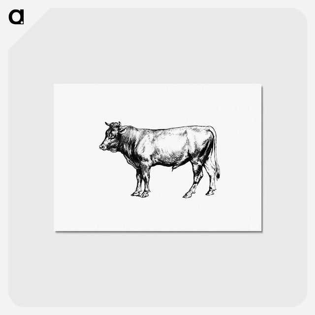 アートポストカード-Cow from The Austro-Hungarian Monarchy In Speech And Image
 - 大英図書館 Postcard.