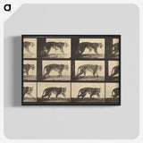 3-29_Eadweard-Muybridge_blk-crop