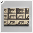 3-29_Eadweard-Muybridge_canvas
