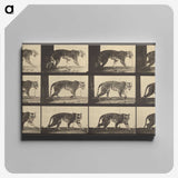 3-29_Eadweard-Muybridge_canvas
