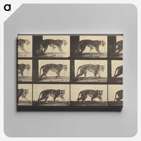3-29_Eadweard-Muybridge_canvas