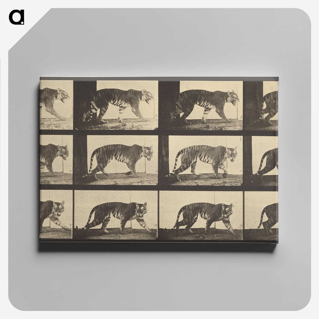 3-29_Eadweard-Muybridge_canvas