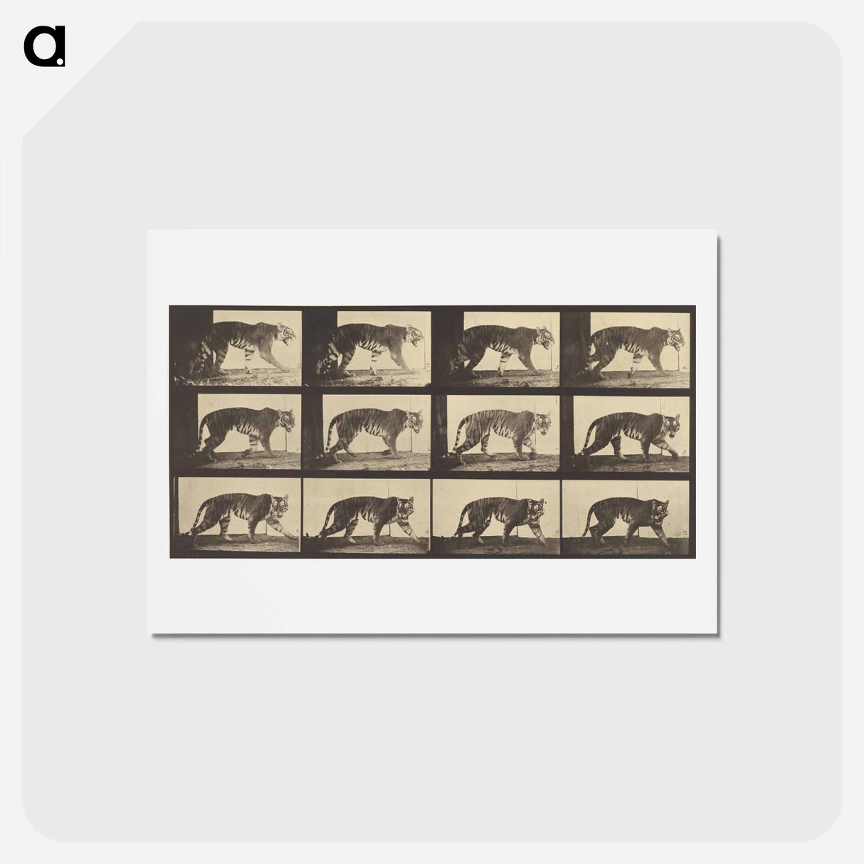 アートポストカード-Animal Locomotion
 - エドワード マイブリッジ Postcard.