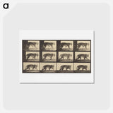 アートポストカード-Animal Locomotion
 - エドワード マイブリッジ Postcard.