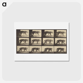 アートポストカード-Animal Locomotion
 - エドワード マイブリッジ Postcard.