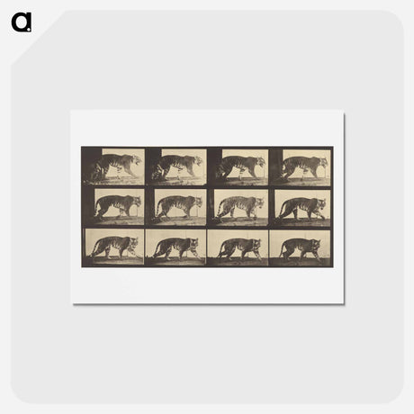 アートポストカード-Animal Locomotion
 - エドワード マイブリッジ Postcard.
