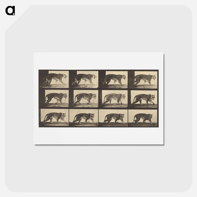 アートポストカード-Animal Locomotion
 - エドワード マイブリッジ Postcard.