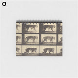 アートメモ帳-Animal Locomotion
 - エドワード マイブリッジ Memo.