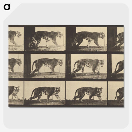 3-29_Eadweard-Muybridge_picture-crop