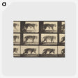 3-29_Eadweard-Muybridge_postcard