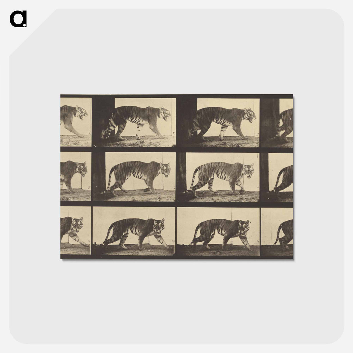 アートポストカード-Animal Locomotion
 - エドワード マイブリッジ Postcard.
