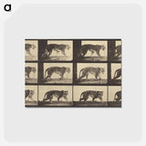 アートポストカード-Animal Locomotion
 - エドワード マイブリッジ Postcard.