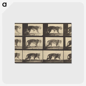 3-29_Eadweard-Muybridge_postcard