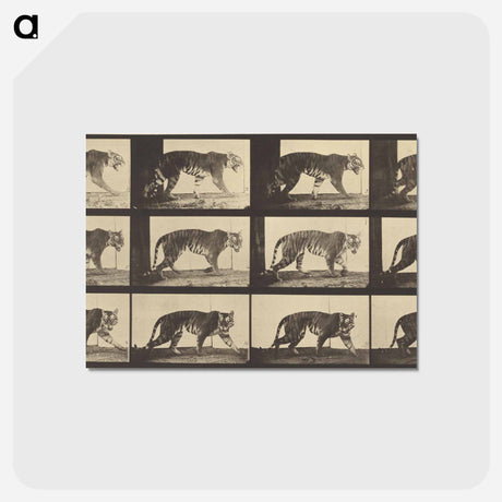 アートポストカード-Animal Locomotion
 - エドワード マイブリッジ Postcard.