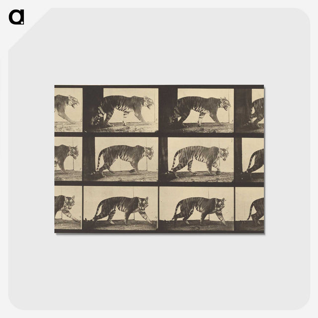 3-29_Eadweard-Muybridge_postcard