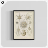 3-29_Ernst-Haeckel_blk-crop