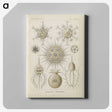 3-29_Ernst-Haeckel_canvas