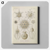 3-29_Ernst-Haeckel_canvas