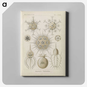 3-29_Ernst-Haeckel_canvas