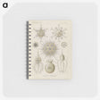 3-29_Ernst-Haeckel_memo