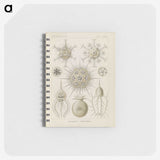 3-29_Ernst-Haeckel_memo