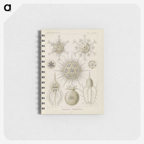 3-29_Ernst-Haeckel_memo