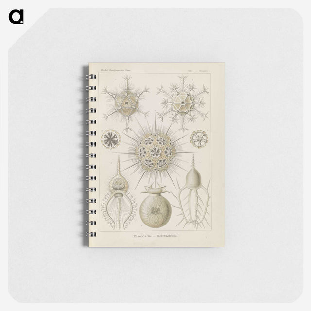 3-29_Ernst-Haeckel_memo
