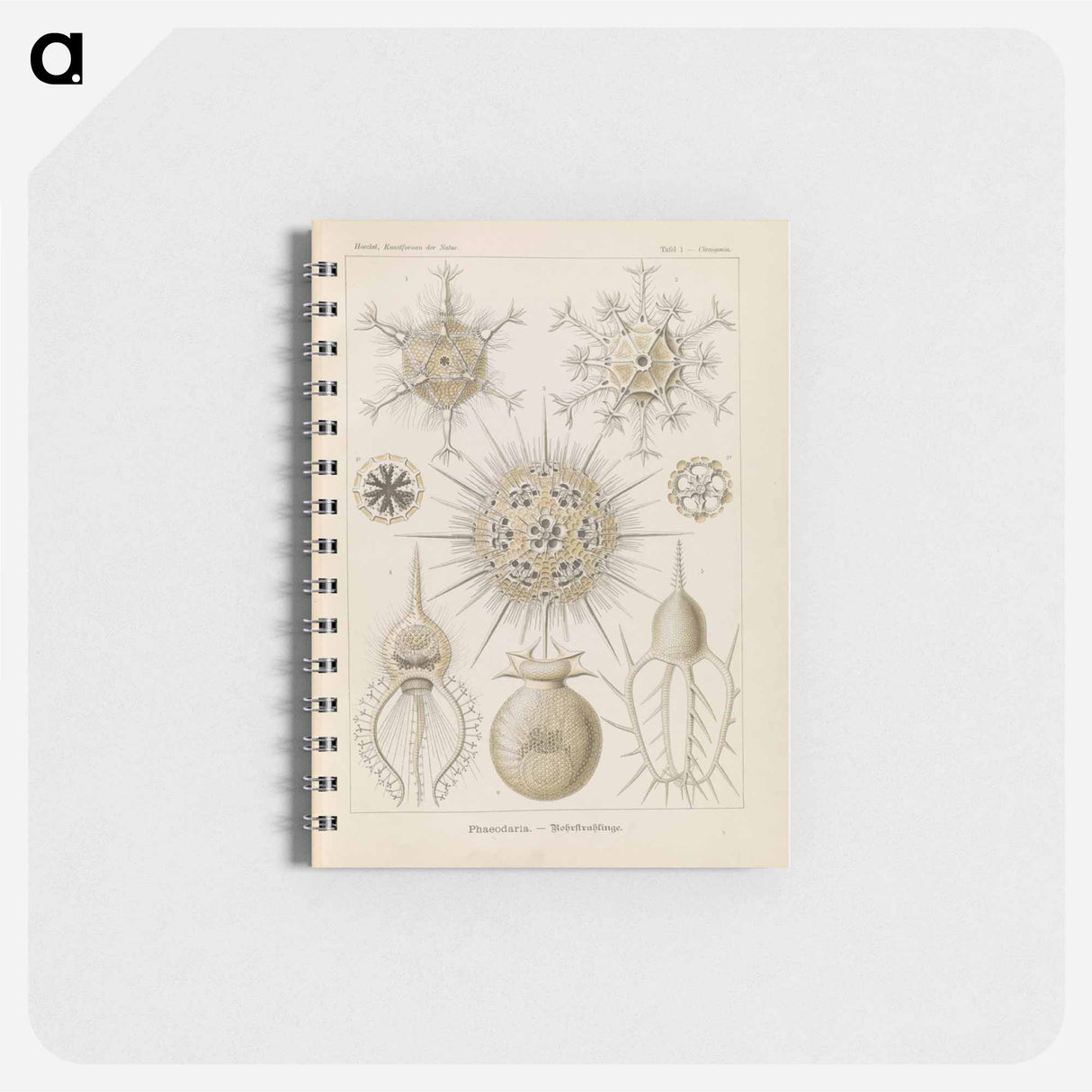 アートメモ帳-Marine life illustration - エルンスト ヘッケル Memo.
