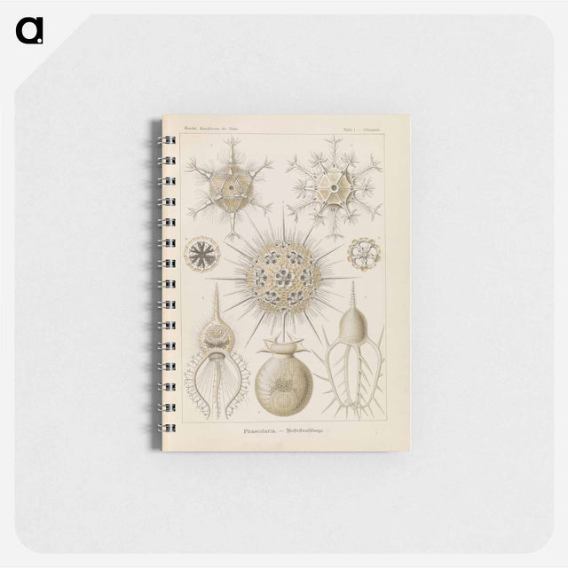 アートメモ帳-Marine life illustration - エルンスト ヘッケル Memo.
