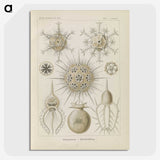 3-29_Ernst-Haeckel_picture-crop