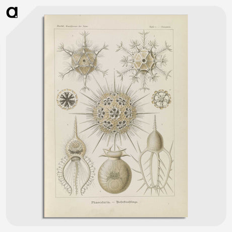 3-29_Ernst-Haeckel_picture-crop