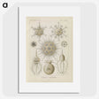 3-29_Ernst-Haeckel_picture
