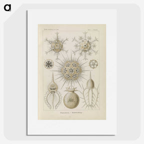 3-29_Ernst-Haeckel_picture