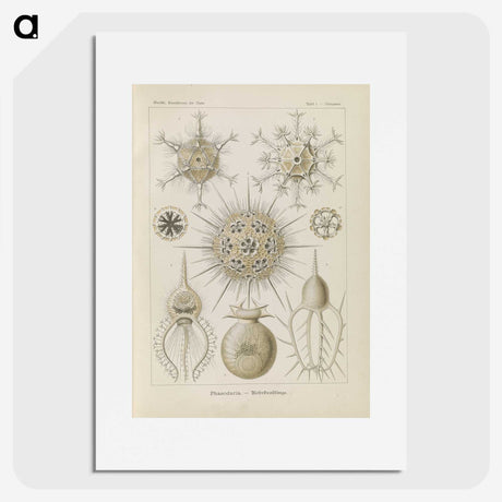 3-29_Ernst-Haeckel_picture