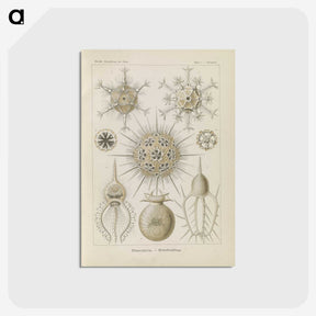 3-29_Ernst-Haeckel_postcard
