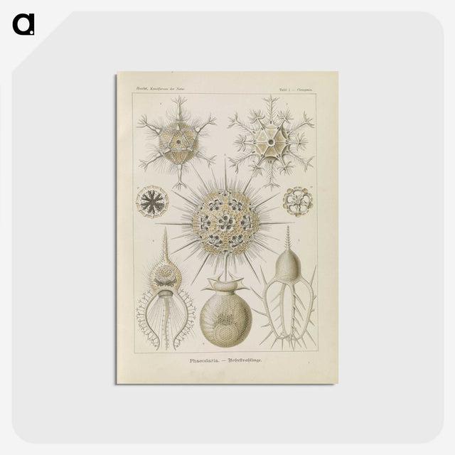 3-29_Ernst-Haeckel_postcard