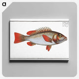 3-29_Ichtyologie-ou-Histoire-naturelle_canvas